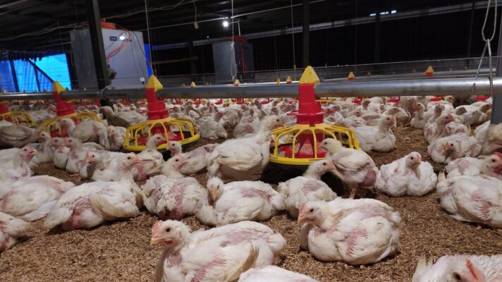 peralatan ternak ayam
