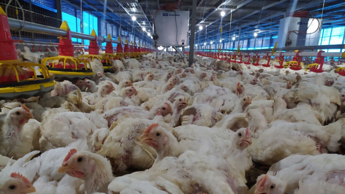 pullet ayam adalah