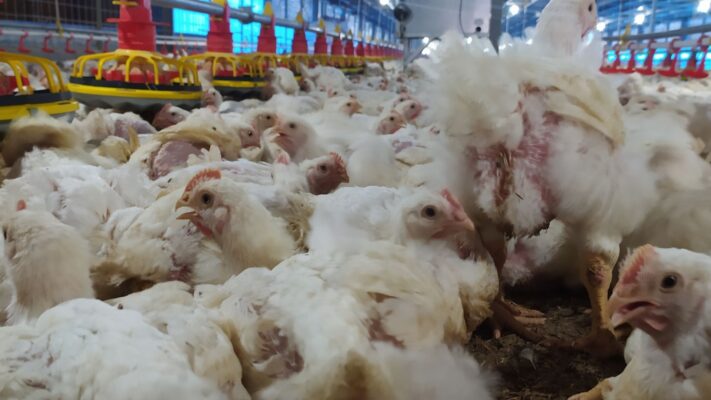 pullet ayam adalah