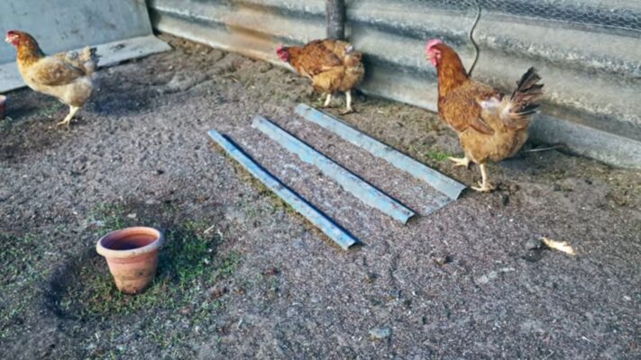 slat kandang ayam