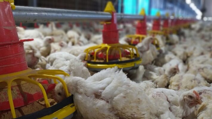 slat kandang ayam