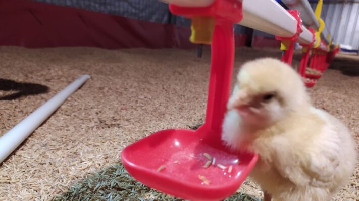 standar bobot ayam broiler