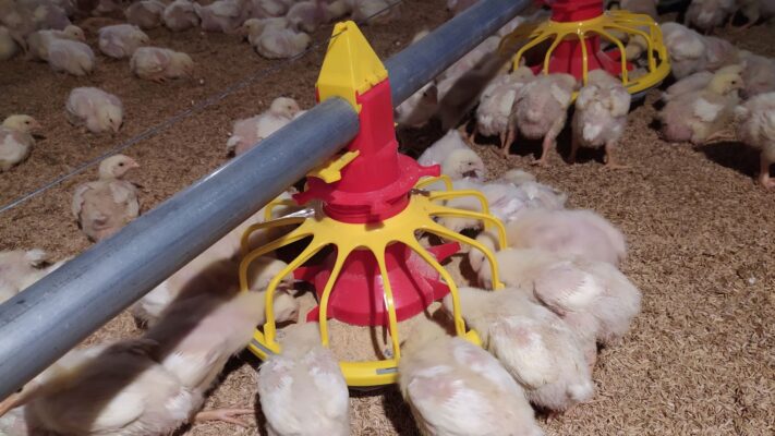 tempat air minum ayam