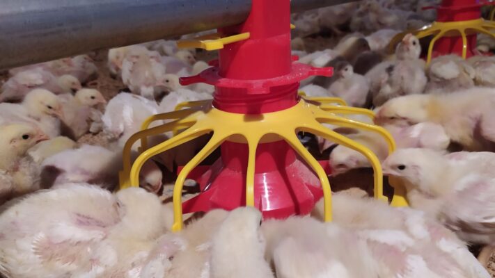 Usaha ayam ternak