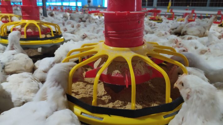 ayam bulu lebat