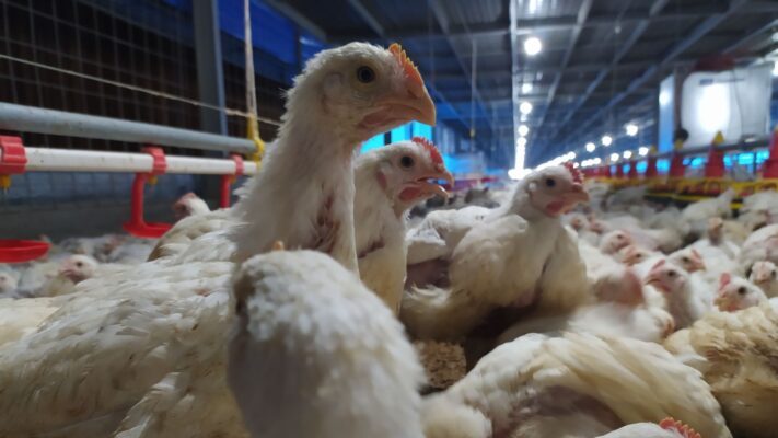 ayam bulu lebat