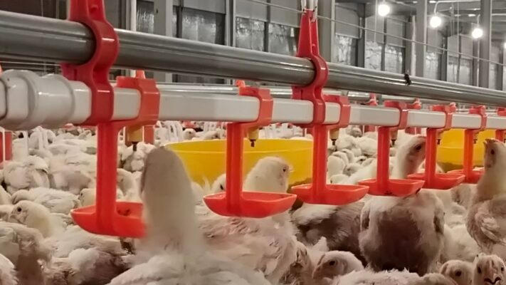 Blower Kandang Ayam