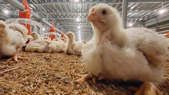 brooder ayam