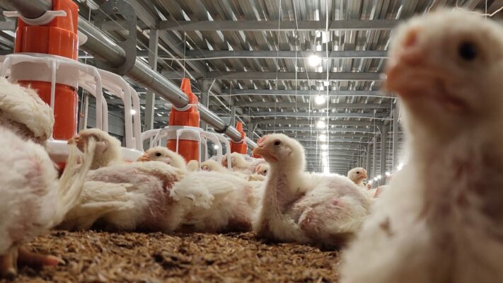 brooder ayam