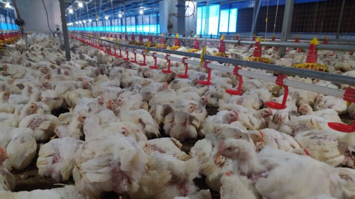 budidaya ayam petelur