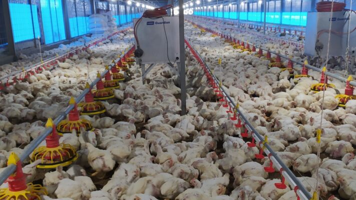 budidaya ayam petelur