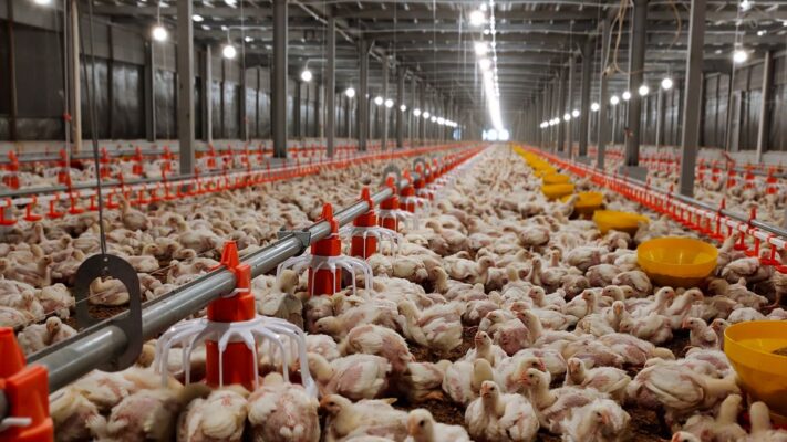 cara membedakan ayam jantan dan betina