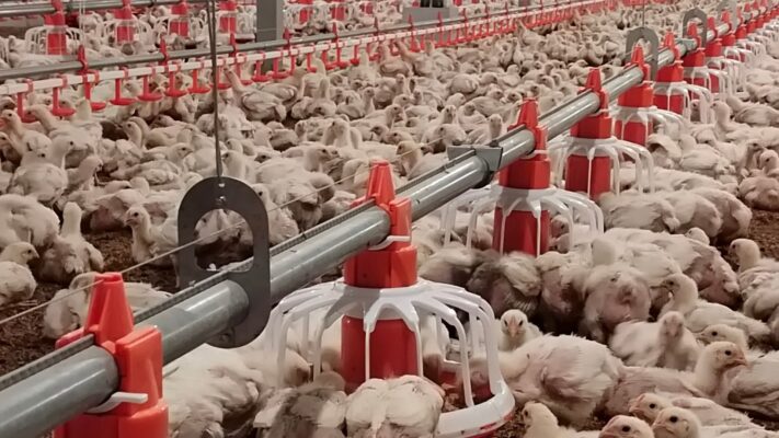 cara membedakan ayam jantan dan betina