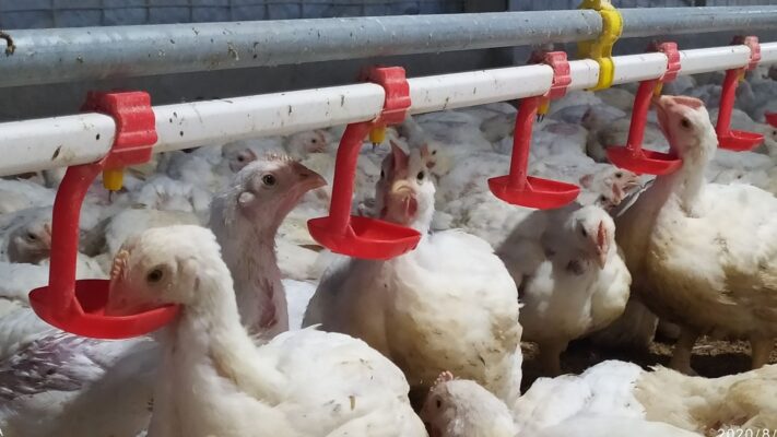 cara ternak ayam kampunģ pemula