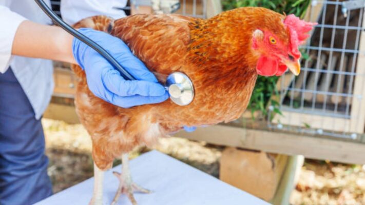 crd pada ayam