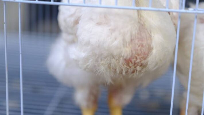 crd pada ayam