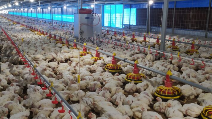 FCR Ayam Broiler
