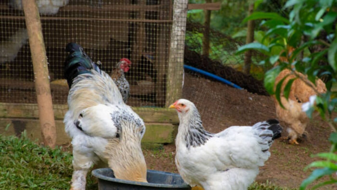 jenis ayam brahma