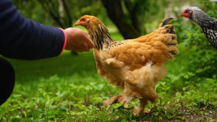 jenis ayam brahma