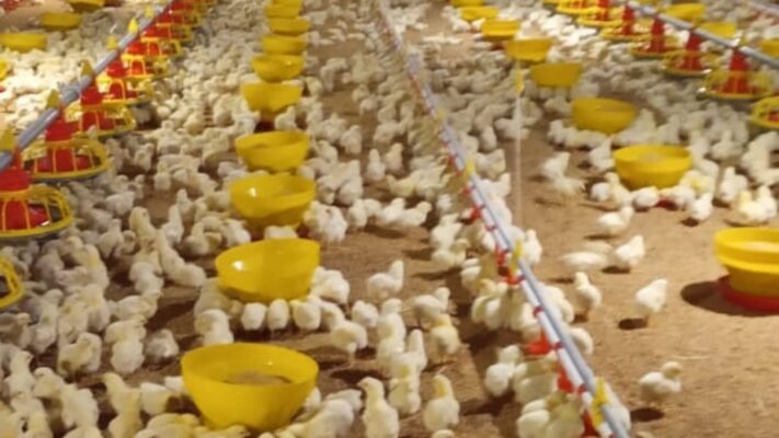 jenis makanan ayam