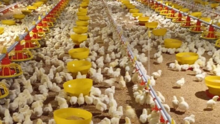 jenis makanan ayam