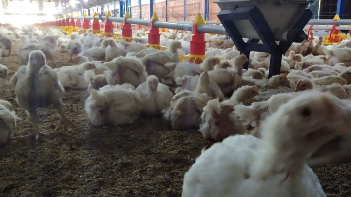 jenis telur ayam