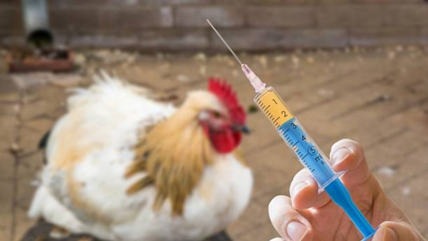 jenis vaksin ayam