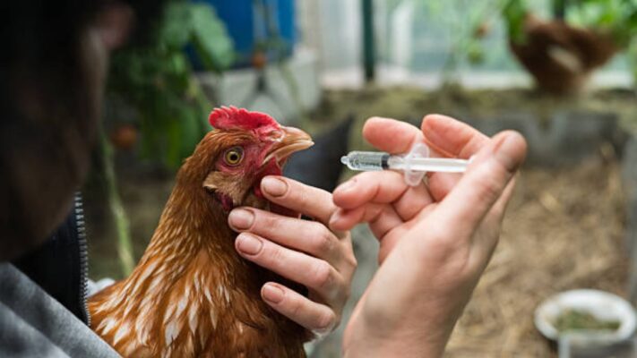 jenis vaksin ayam