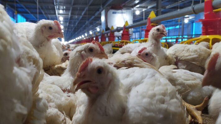 masa produktif ayam petelur