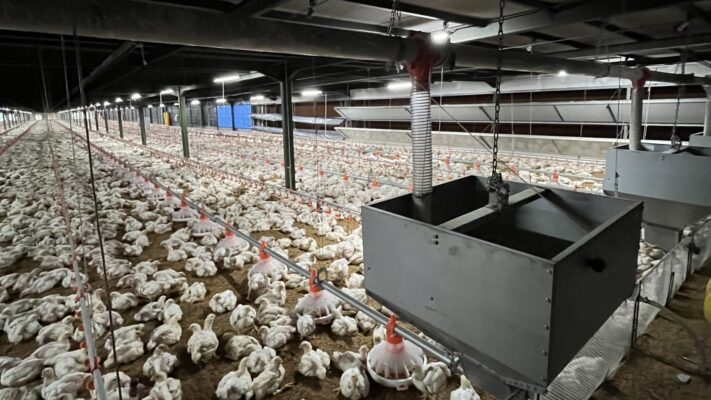 suhu ayam broiler