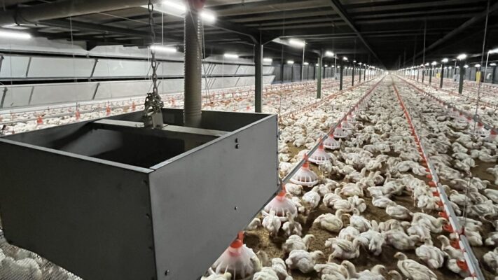 suhu ayam broiler